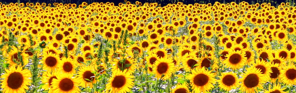 gongendo,park,sunflower,festival,埼玉県,権現堂,公園,ひまわり,まつり