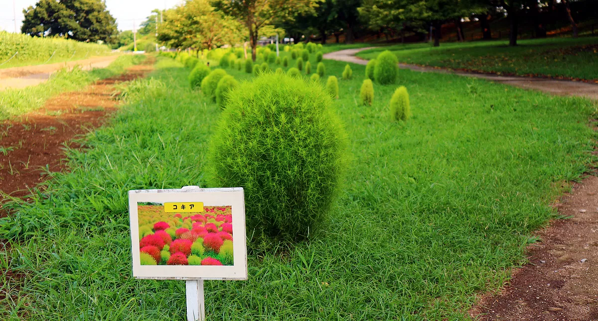 gongendo,park,sunflower,festival,埼玉県,権現堂,公園,ひまわり,まつり