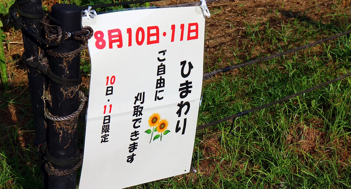 gongendo,park,sunflower,festival,埼玉県,権現堂,公園,ひまわり,まつり