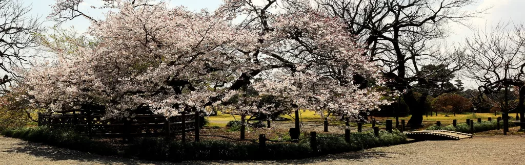 Japanese Garden,水戸市,日本庭園,Kairakuen,偕楽園,竹林,Bamboo Forest