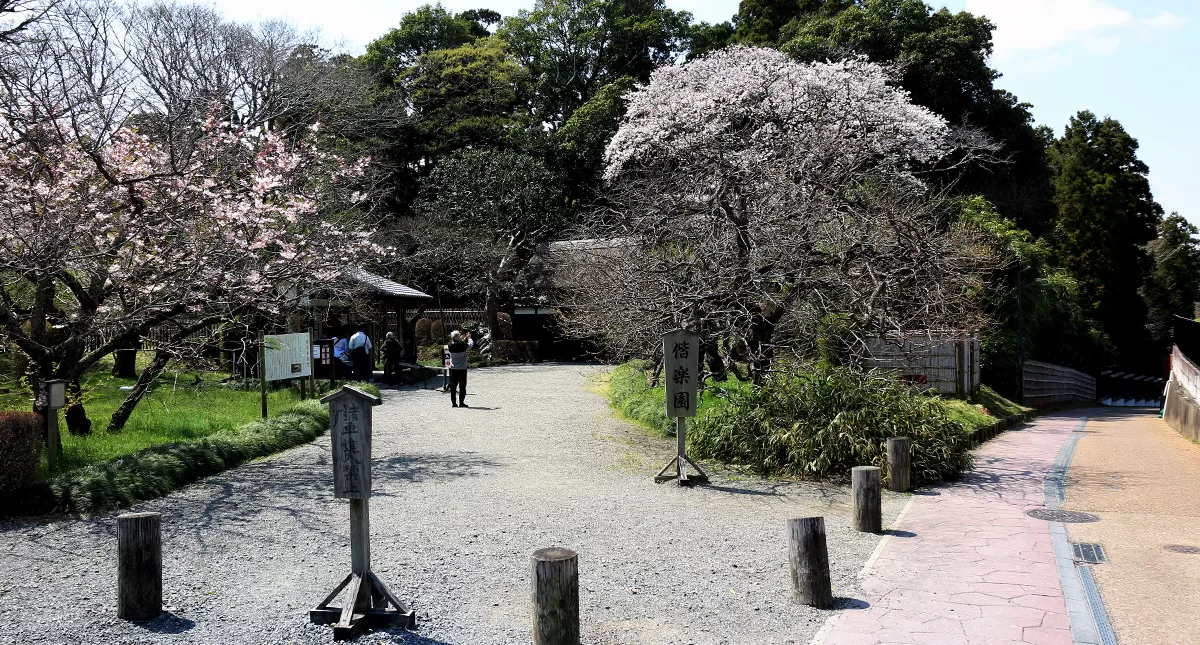 Japanese Garden,水戸市,日本庭園,Kairakuen,偕楽園,竹林,Bamboo Forest