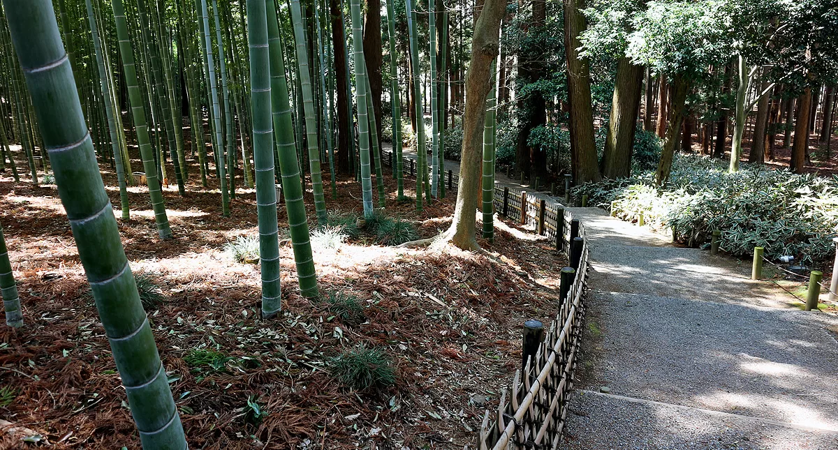 Japanese Garden,水戸市,日本庭園,Kairakuen,偕楽園,竹林,Bamboo Forest