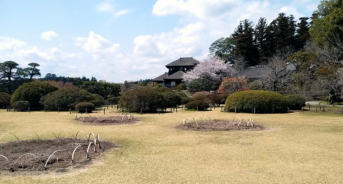 Japanese Garden,水戸市,日本庭園,Kairakuen,偕楽園,竹林,Bamboo Forest