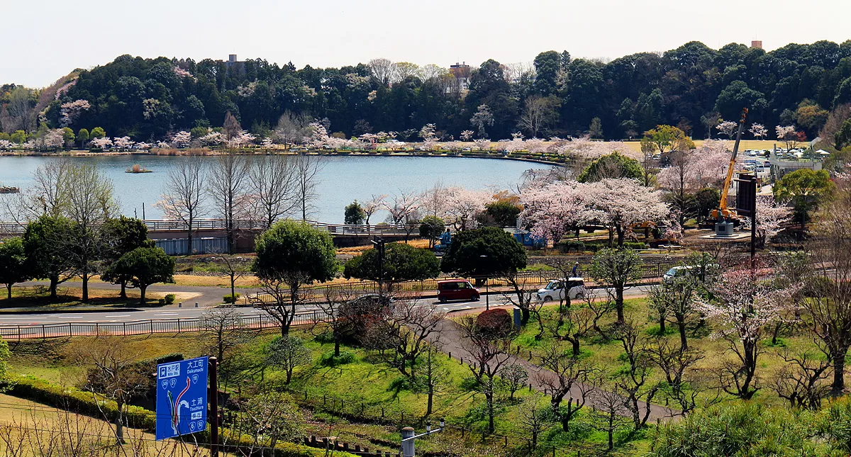 Japanese Garden,水戸市,日本庭園,Kairakuen,偕楽園,竹林,Bamboo Forest
