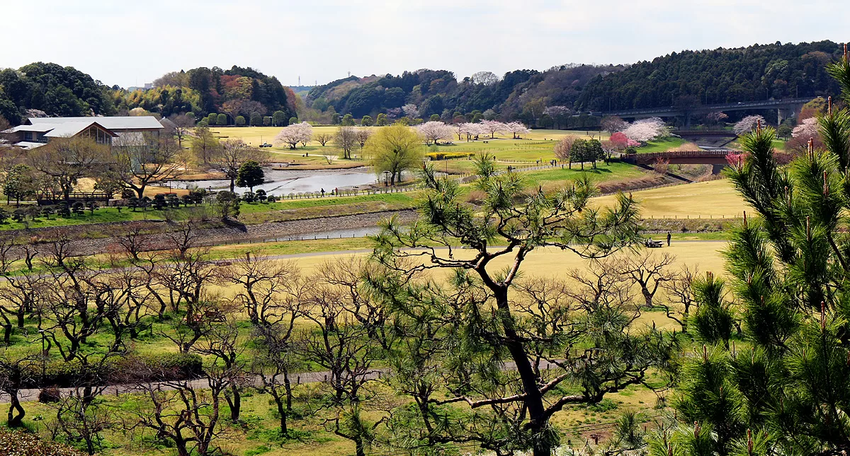 Japanese Garden,水戸市,日本庭園,Kairakuen,偕楽園,竹林,Bamboo Forest