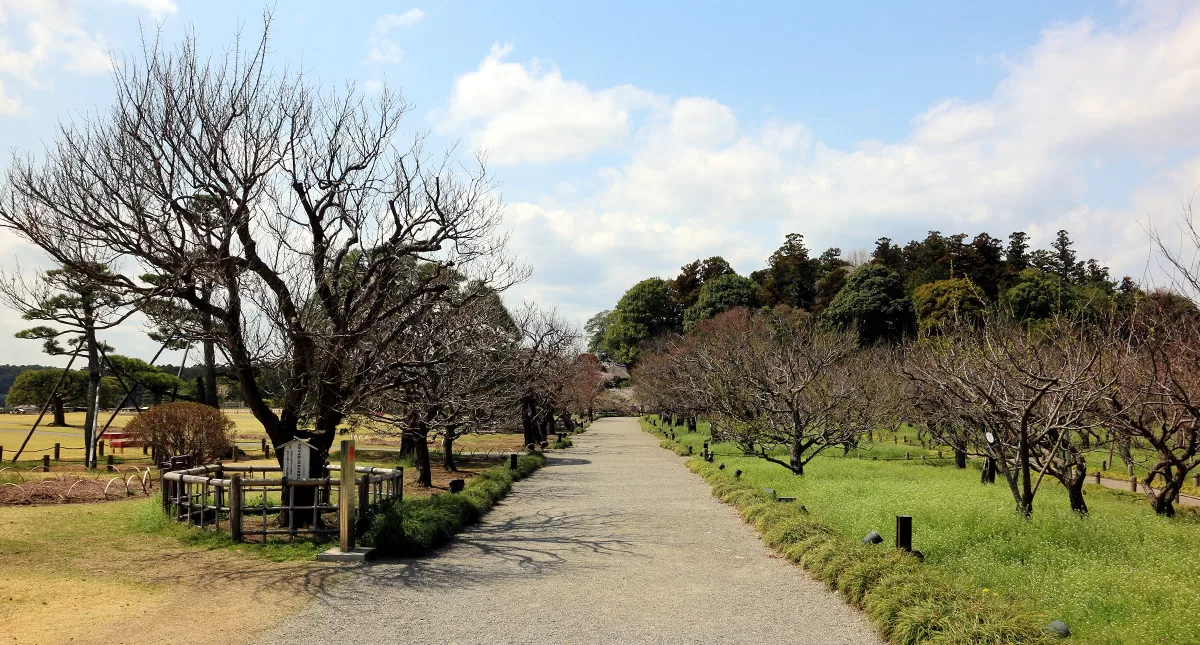 Japanese Garden,水戸市,日本庭園,Kairakuen,偕楽園,竹林,Bamboo Forest